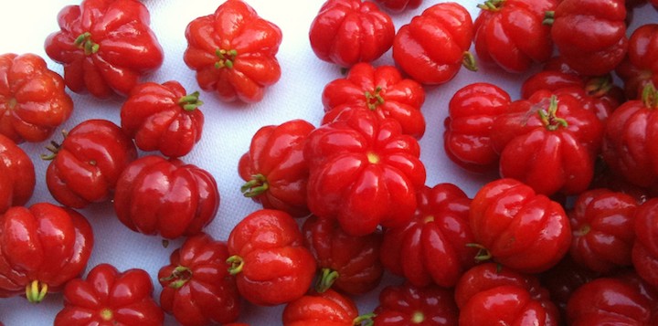 PITANGA – Como Plantar e Cuidar de um Pé de Pintanga pitangas maduras