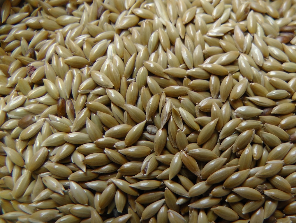 O LEITE DE ALPISTE E SEUS BENEFÍCIOS