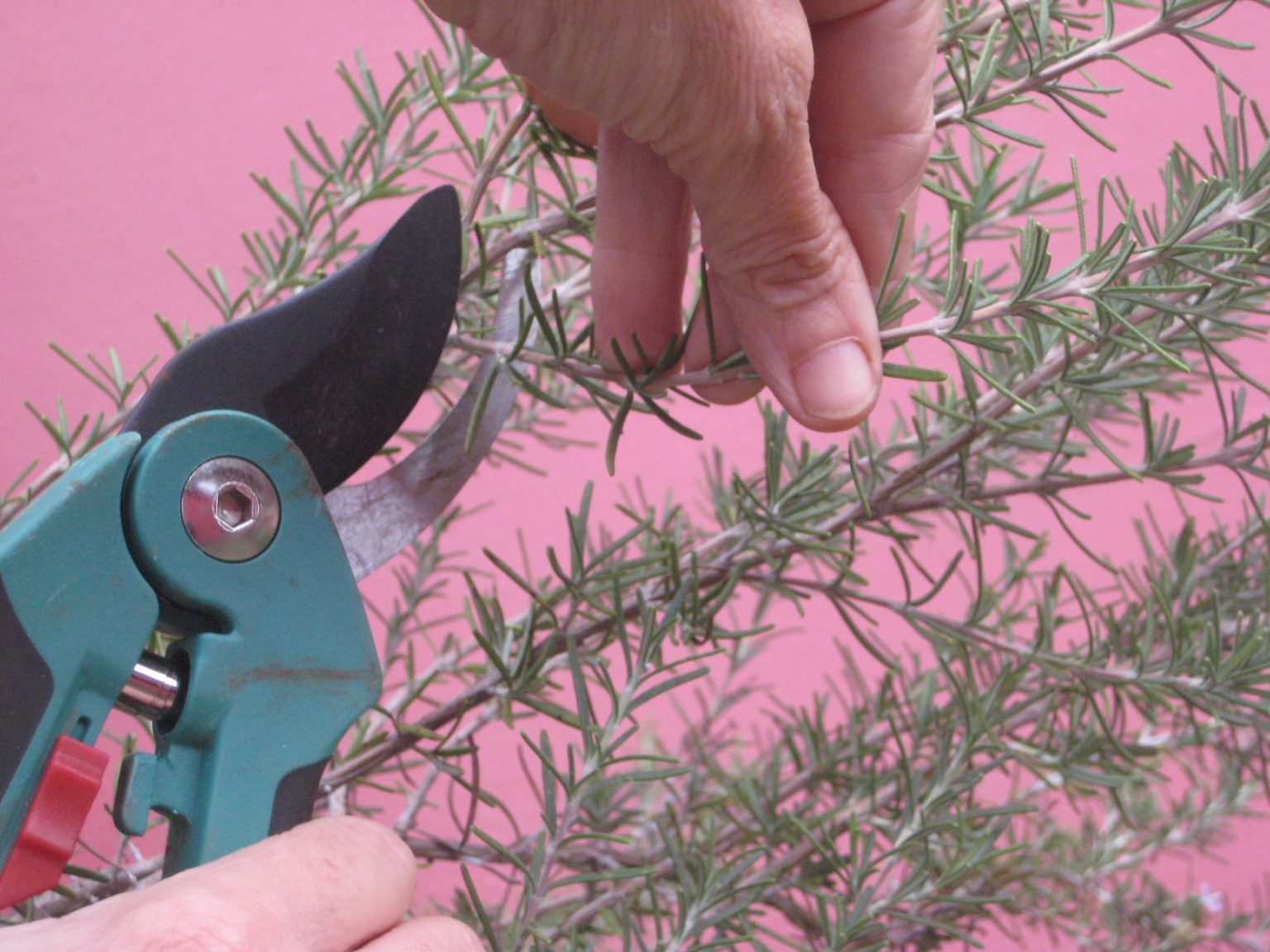 cortando uma muda de alecrim