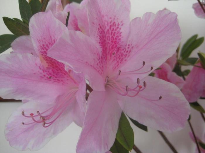 Como cuidar da Azaleia