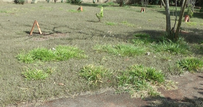 Como Eliminar a Braquiária do Gramado ou Jardim jardim cheio de braquiárias