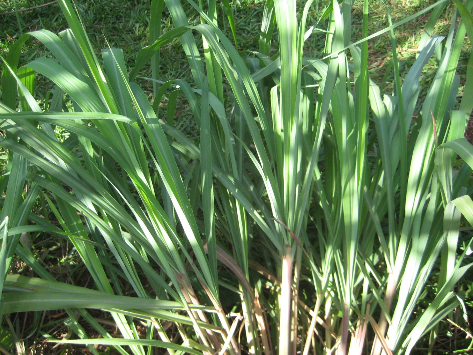 Citronela / Capim-Citronela / Como cuidar mata de citronela