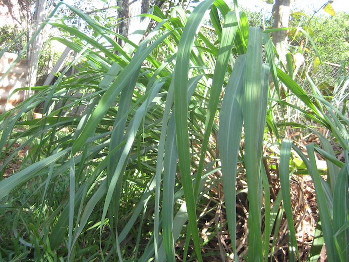 Como Plantar a Citronela mata de citronela