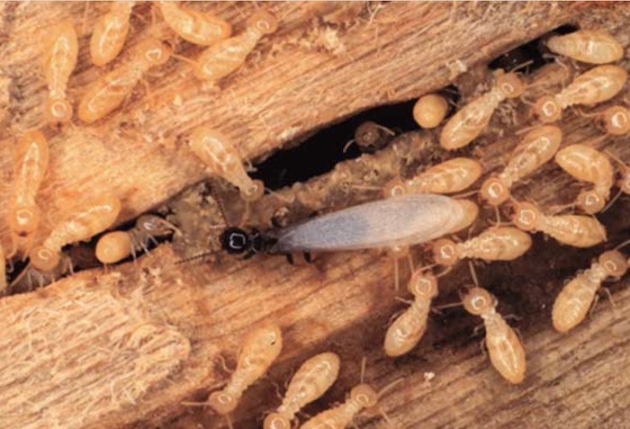 Como eliminar o cupim colônia de cupim