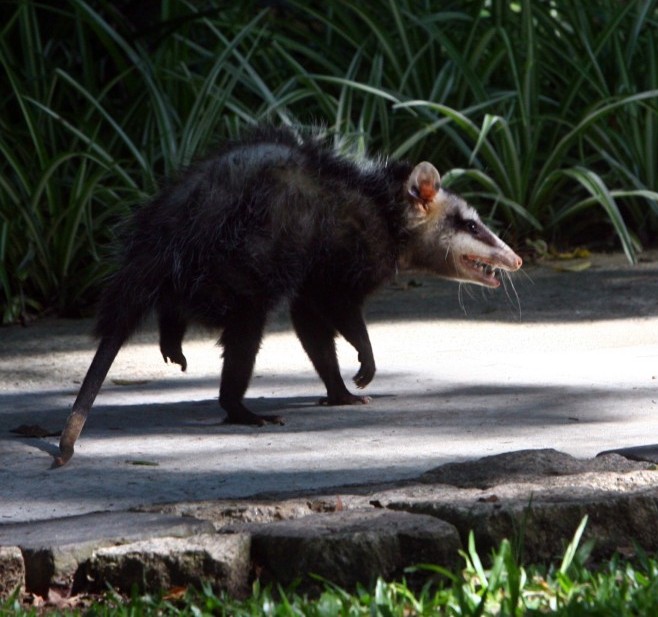 Diferentes Tipos de Pragas de Jardim gamba no jardim