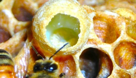 colmeia de abelha com geleia real