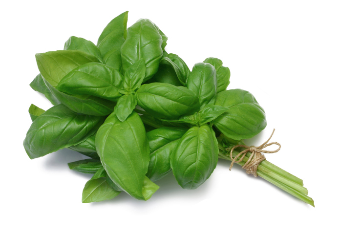 Como fazer muda de manjericão