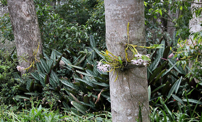 Como replantar a orquídea na árvore orquídea no tronco de uma arvore