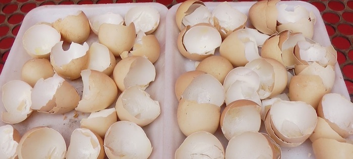 Adubar as plantas com casca de ovos casca de ovos