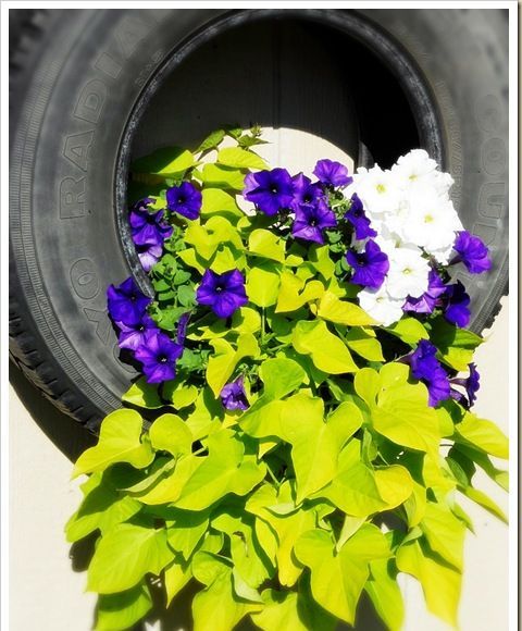 pneu com a planta escolhida