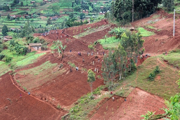 Plantas que gostam do solo ácido
