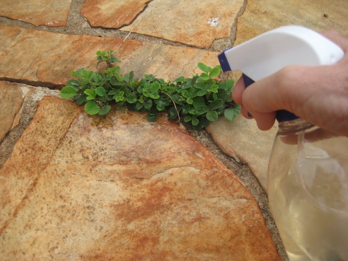 pulverizar vinagre nas ervas daninhas