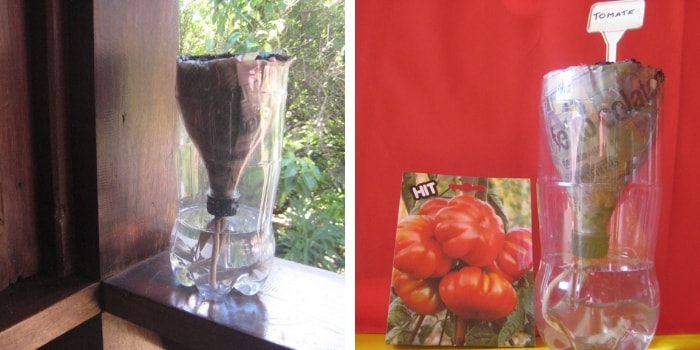 garrafa pet com plantas