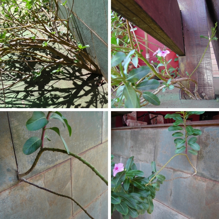 vinca que cresce em qualquer lugar