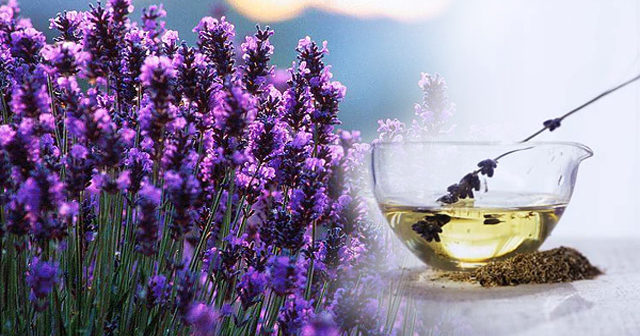 oleo Essencial de lavanda