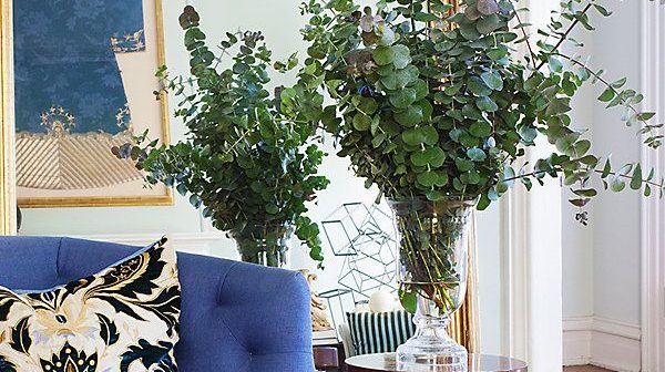 Eucaliptus plantado dentro de um vaso