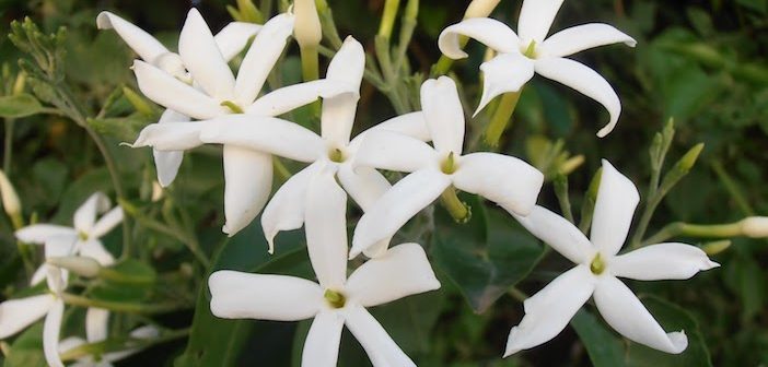 flores de jasmins