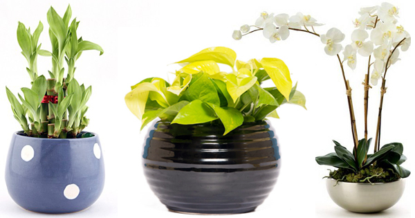 19 Plantas que Atraem a Energia Positiva na sua Casa plantas que atraem a energia positiva