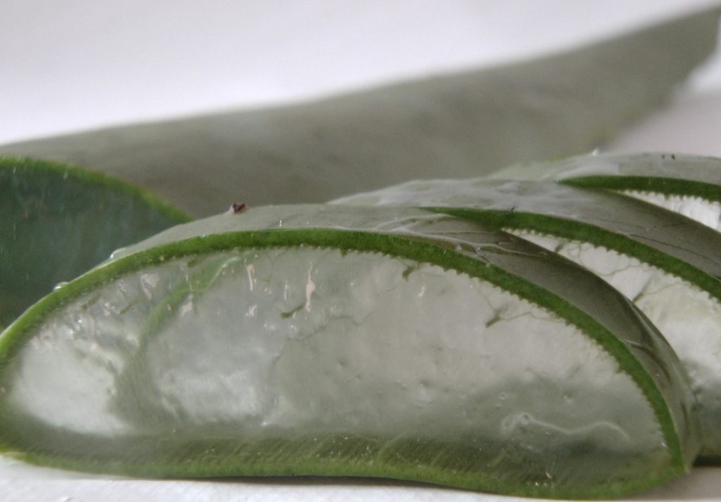 32 usos da Babosa / Aloe Vera, Surpreendentes planta aloe vera cortada em tiras