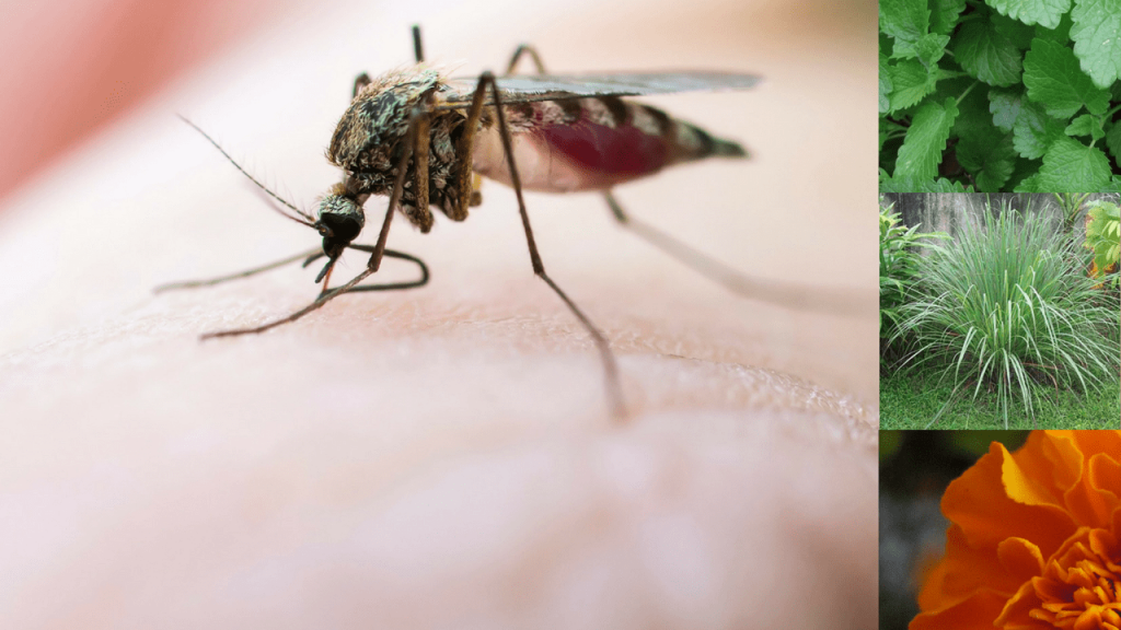 mosquito picando um corpo