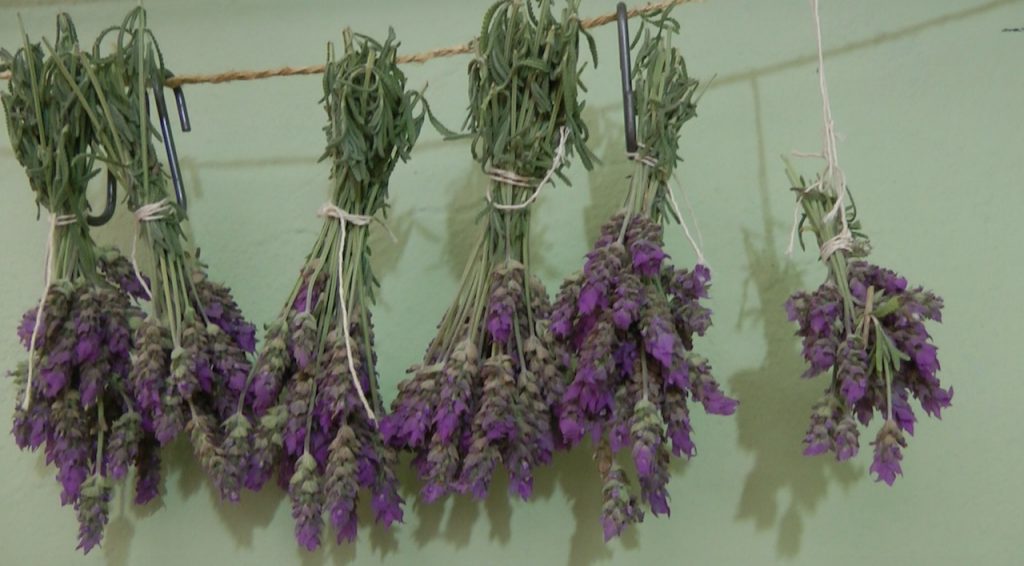 Secar Lavanda : Como Secar Flores de Lavanda em Casa