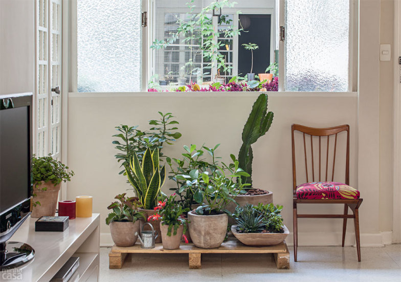9 Plantas para Interiores com Pouca Luz varias plantas numa sala