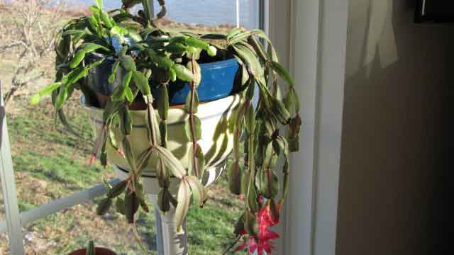 Problemas do Cactos de Páscoa – Dicas para revitalizar um cacto de Páscoa Murcho cactos da páscoa murcho