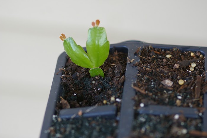 replantando cactos da páscoa