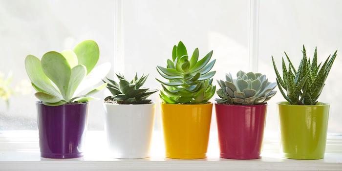 Como cultivar Suculentas Saudáveis valinhos de cactos