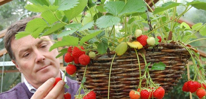homem colhendo morangos numa cesta pendurada