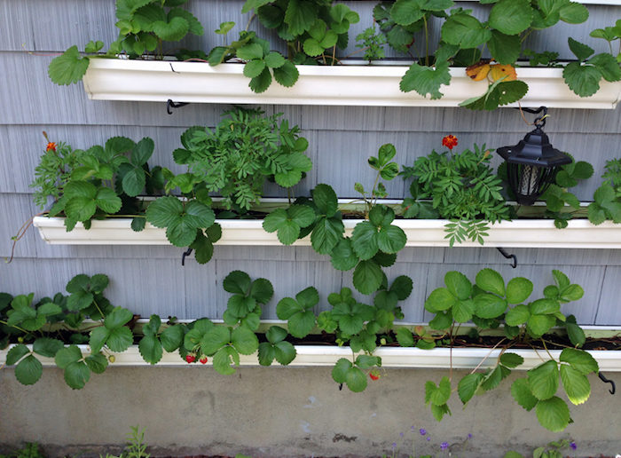 3 calhas presas na parede com plantas de morango 