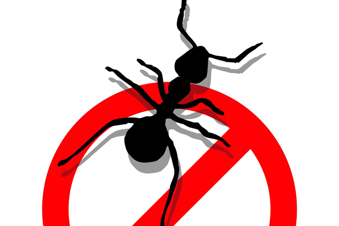 Como Fazer Iscas para matar ou afastar formigas isca de formiga açúcar e bórax