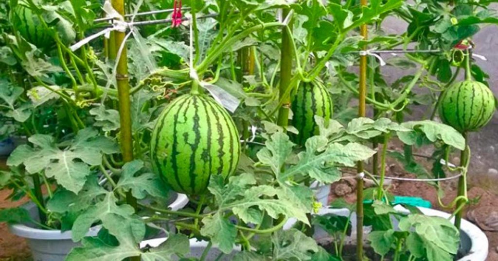 10 dicas de plantar Melancias em vasos