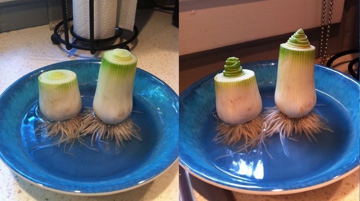 Como Rebrotar Alho Poró a partir do resto da planta