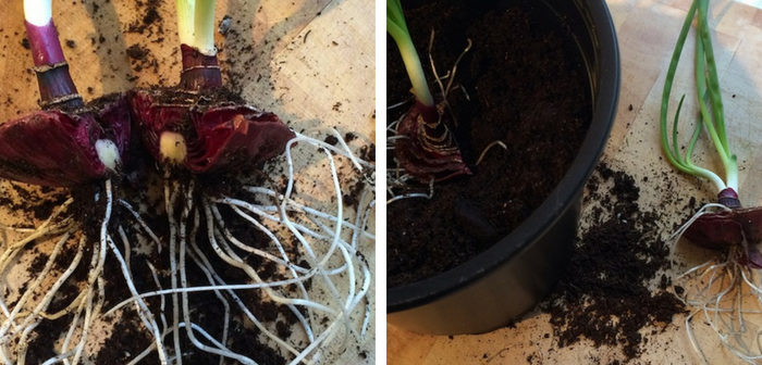 plantando broto de cebola