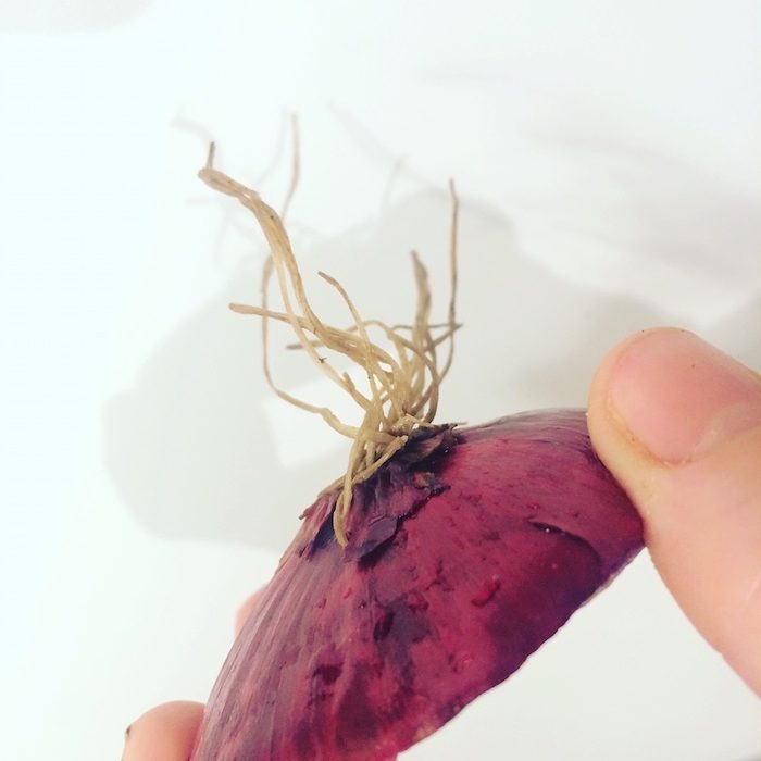 Truque simples para replantar cebolas ponta da cebola com as raizes secas