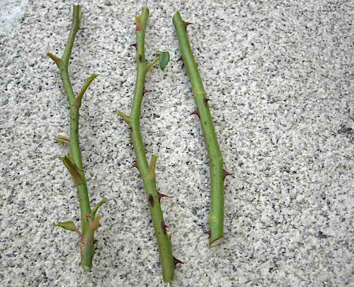 Multiplicar as Rosas por estacas 3 estacas de rosas