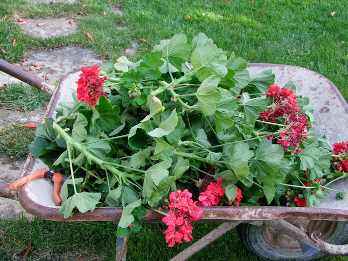 Como reproduzir gerânios por estacas