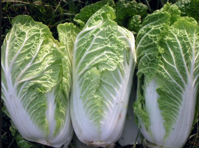 3 ramos de repolho chinês