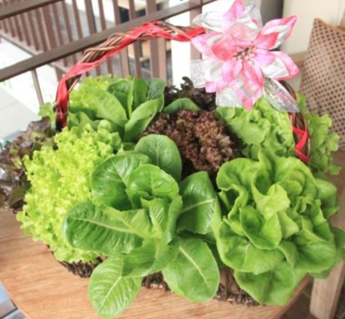 9 vegetais ( folhas) mais saudáveis do mundo pela pontuação nutricional