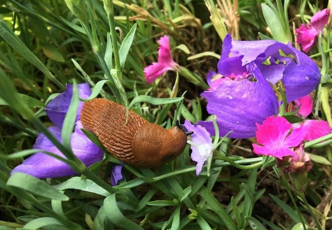 lesma comendo flores