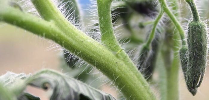 plantas com pelo na haste