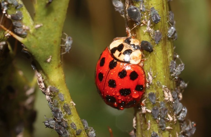 joaninhas devoram os pulgões das plantas 