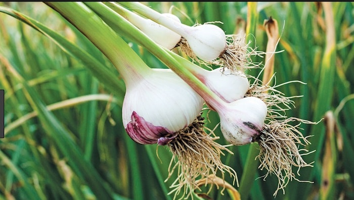 10 usos surpreendentes do alho no jardim | Benefícios do alho