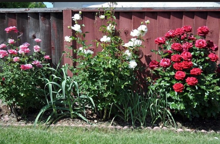 Rosas adoram ser plantadas perto dos alhos
