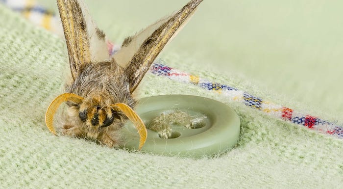 Como controlar insetos que comem a roupa com métodos orgânicos inseto sobre roupa de lã