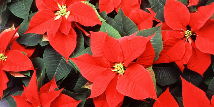 Como fazer suas poinsétias florescerem novamente no próximo natal flor de natal