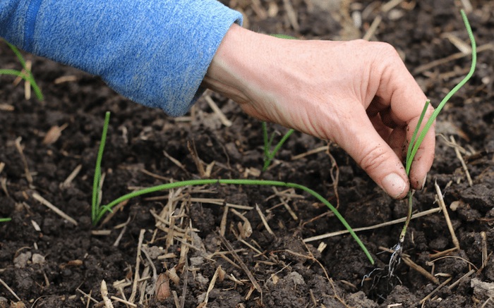 plantando mudas de cebolas