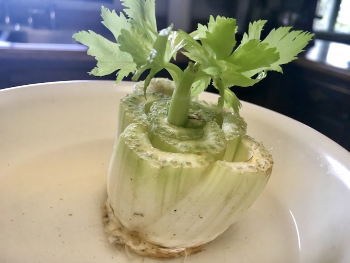 Como replantar o Aipo Fácil aproveitando restos