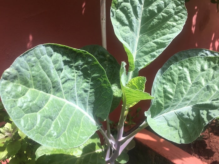 Couve – Como plantar e cuidar couve pé